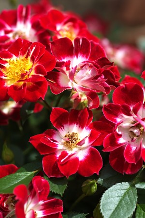 Carpet Roses
